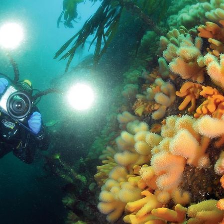 Gulen Dive Resort Dalsøyra Εξωτερικό φωτογραφία